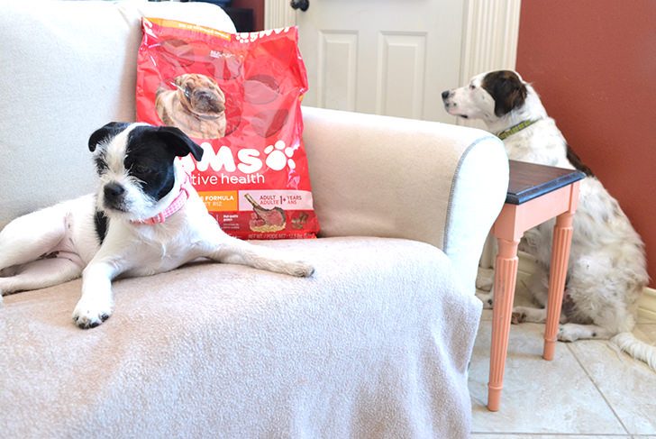 how-to-switch-your-dog-s-food-dream-a-little-bigger